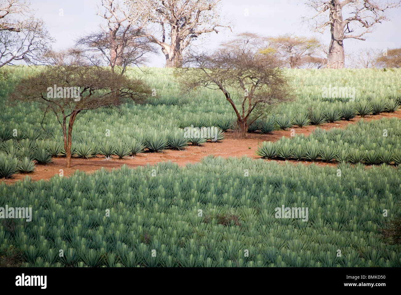 Africa, Kenya. Sisal field dotted with Baobab and Acacia trees. Stock Photo