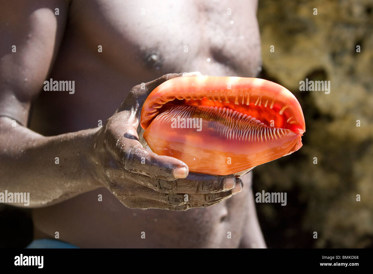 Africa. Kenya. Local fisherman displaying his Cassis Rufa- cameo shell catch on the Kenyan coast. Stock Photo