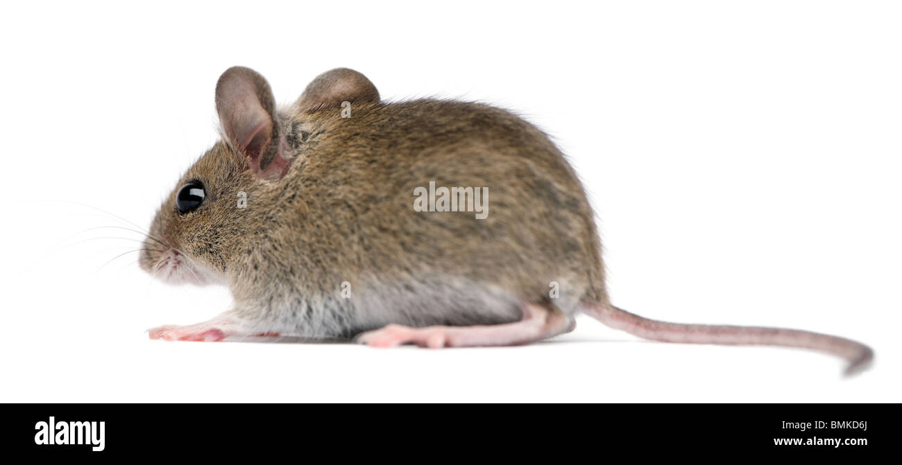 Side view of Wood mouse in front of white background Stock Photo