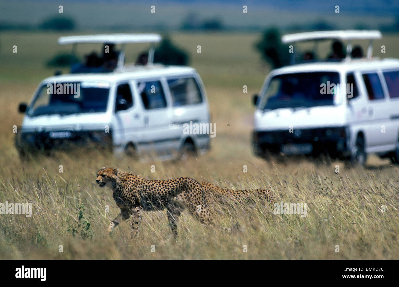 Africa, Kenya, Masai Mara Game Reserve, Safari trucks surround Cheetah (Acinonyx jubatas) on savanna Stock Photo