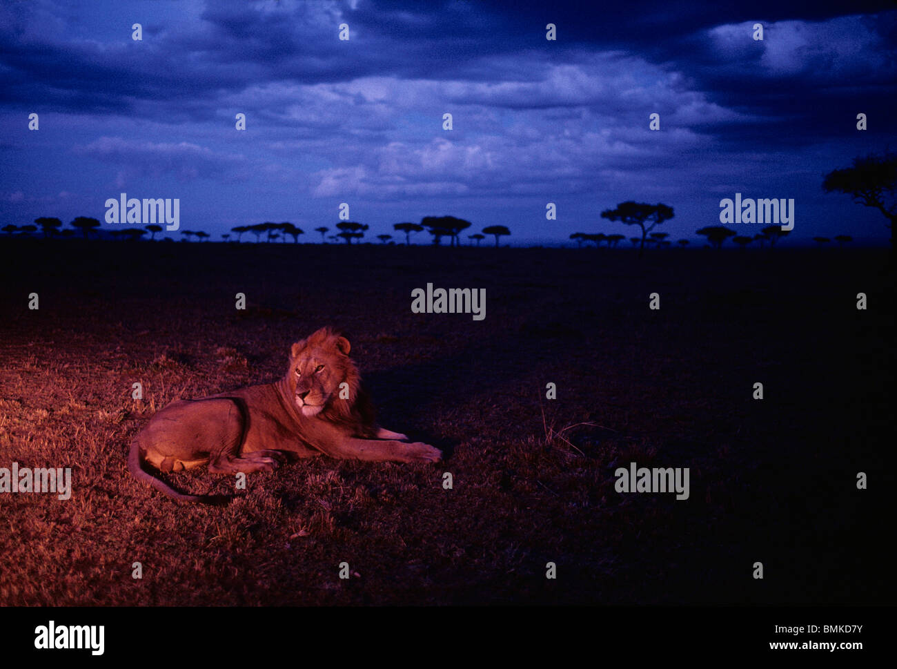 Africa, Kenya, Masai Mara Game Reserve, Adult male lion (Panthera leo ...