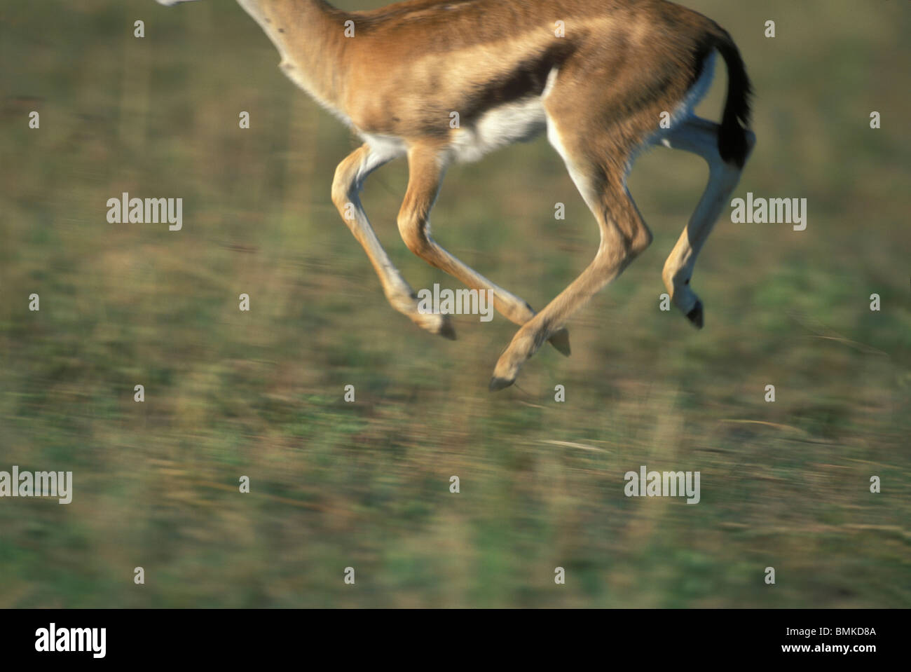 Thomson's gazelle running hi-res stock photography and images - Alamy