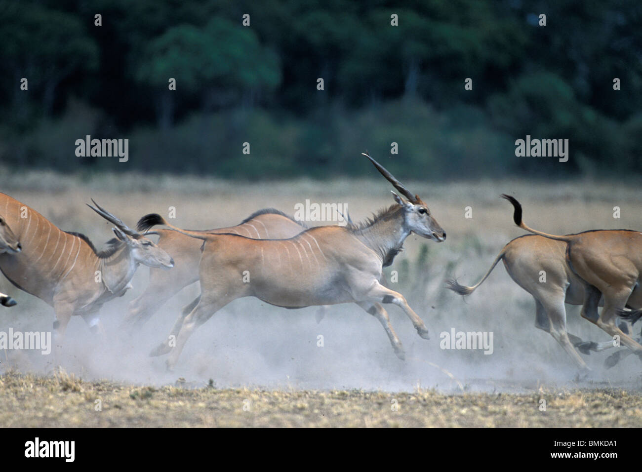 Kenya, Masai Mara Game Reserve, Herd of Common Eland (Tragelaphus oryx ...