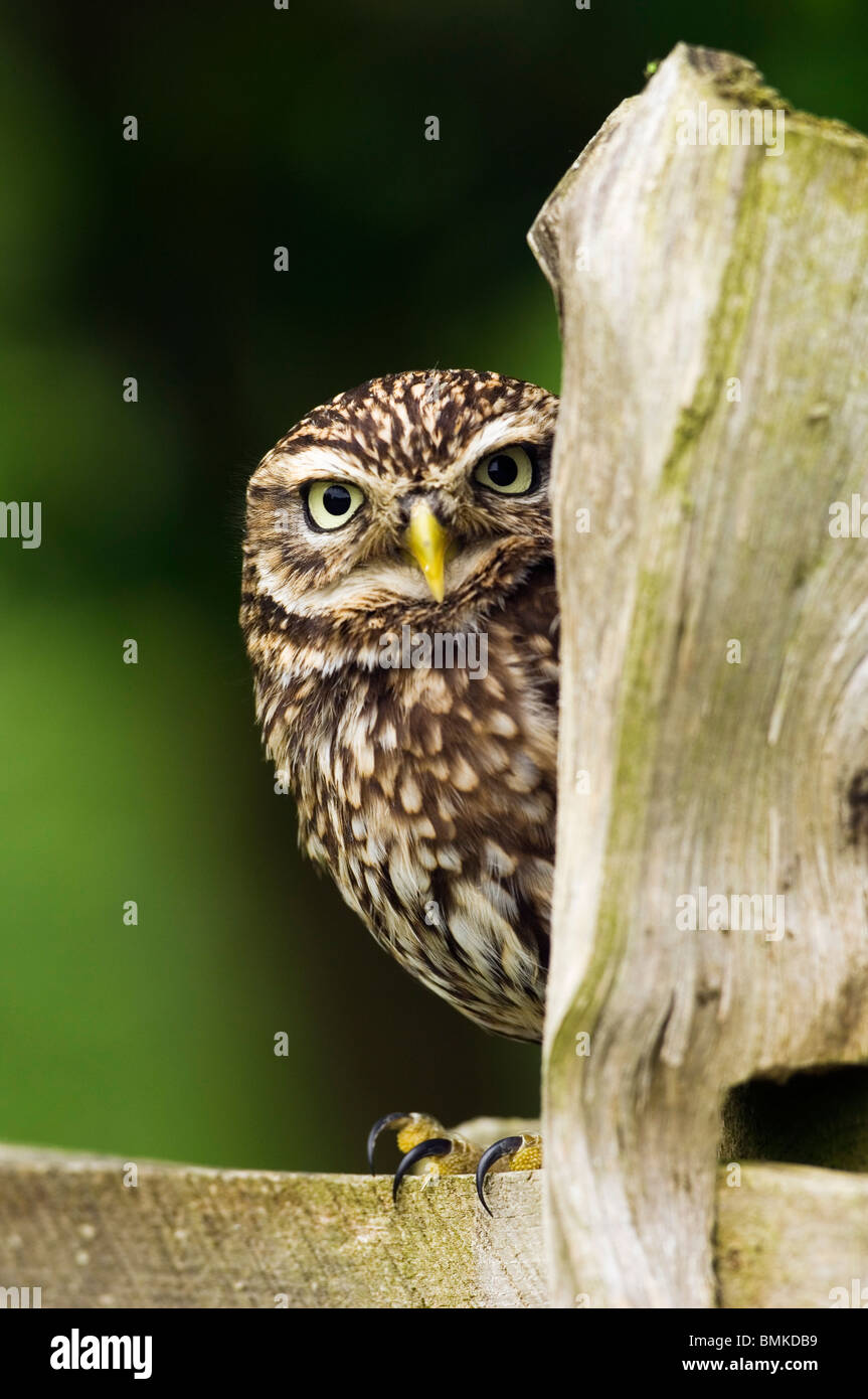Little Owl on fence post in armland, Surrey, England. (Controlled Conditions). Stock Photo