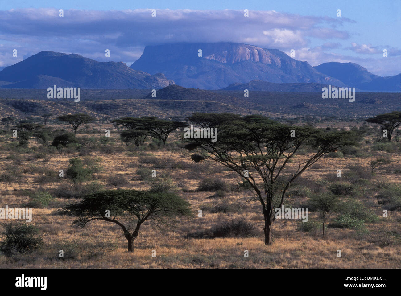 Africa, Kenya, Samburu National Reserve, Morning sun lights acacia