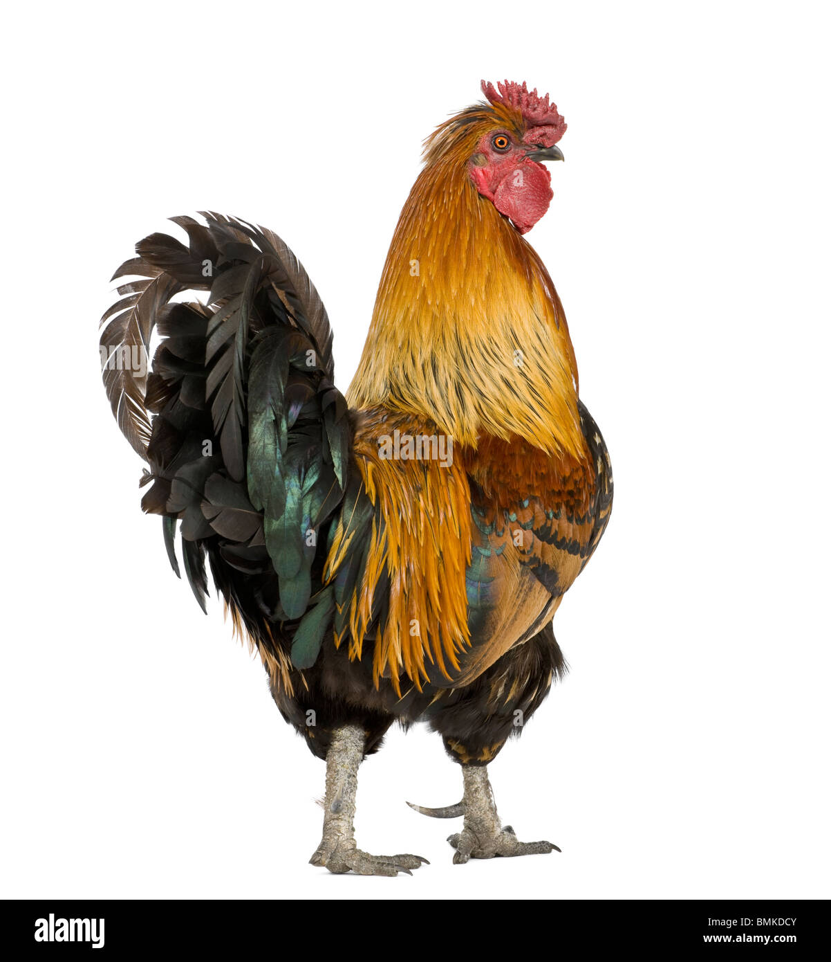 Gallic rooster, 5 years old, standing in front of white background Stock Photo