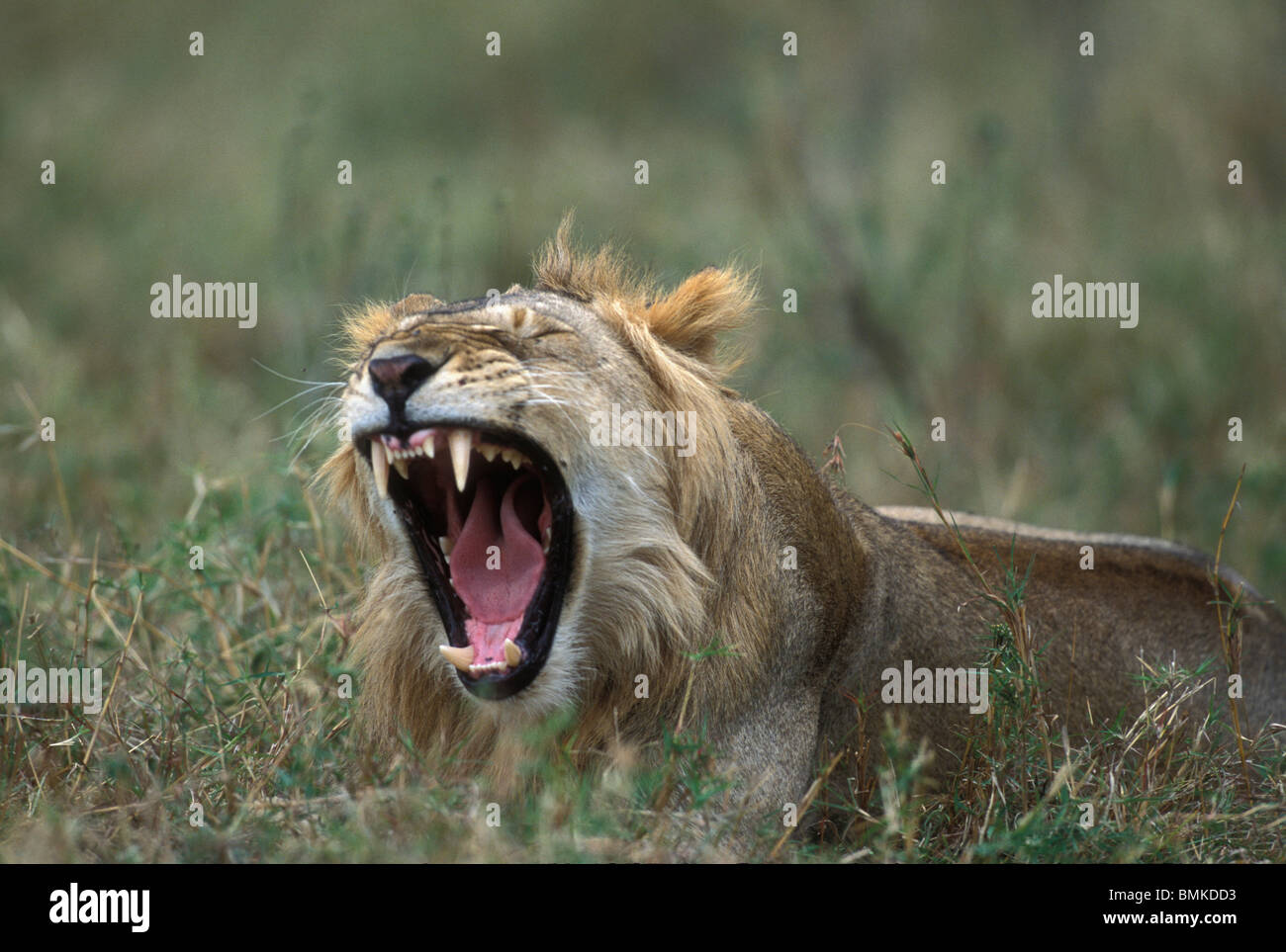 Africa, Kenya, Masai Mara Game Reserve, Subadult Male Lion (Panthera leo) yawns in tall grass in Musiara Marsh Stock Photo