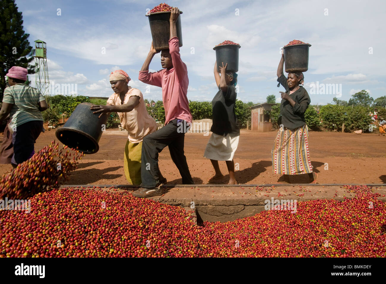 Africa Kenya Ruira Coffee pickers empty buckets of Arabica coffee beans