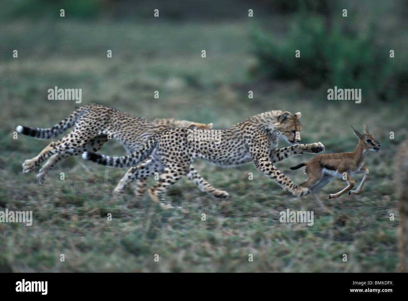 Serengeti gazelle running cheetah hi-res stock photography and images - Alamy Serengeti gazelle running cheetah hi-res stock photography and images - Alamy