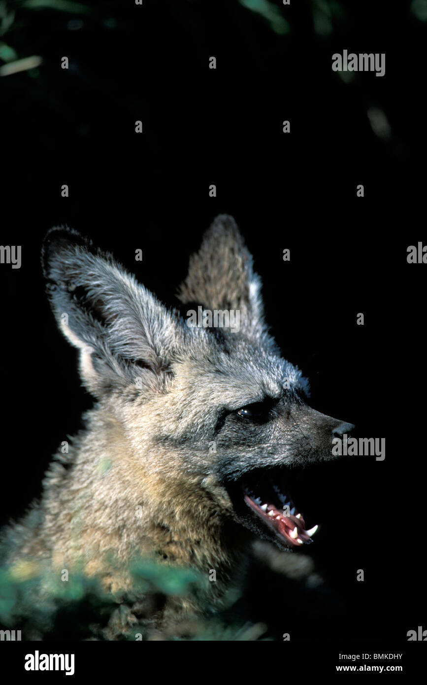 Bat eared fox teeth hi-res stock photography and images - Alamy