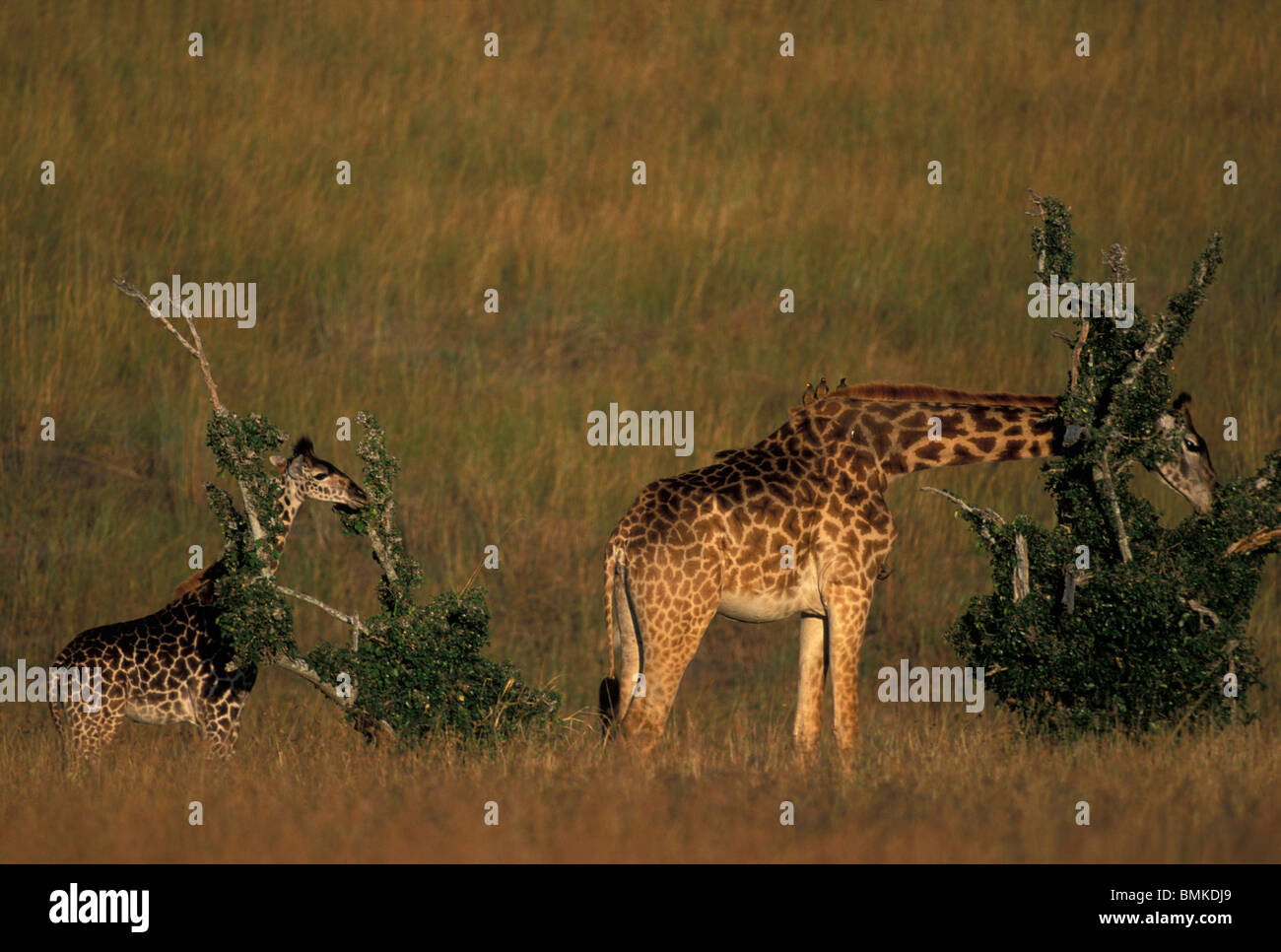 Africa, Kenya, Samburu National Reserve, Reticulated Giraffe (Giraffa camelopardalis) and calf feeding in tall grass at sunset Stock Photo