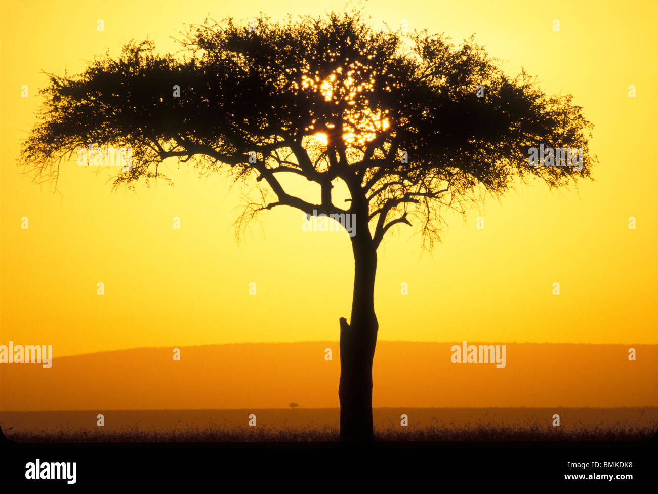 Africa, Kenya, Masai Mara Game Reserve, Rising sun silhouettes lone acacia tree on savanna at dawn Stock Photo