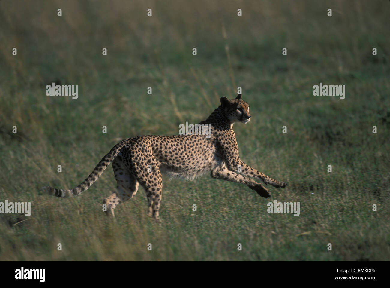 Kenya, Masai Mara Game Reserve, Adult Female Cheetah (Acinonyx jubatas) in loping run across savanna Stock Photo