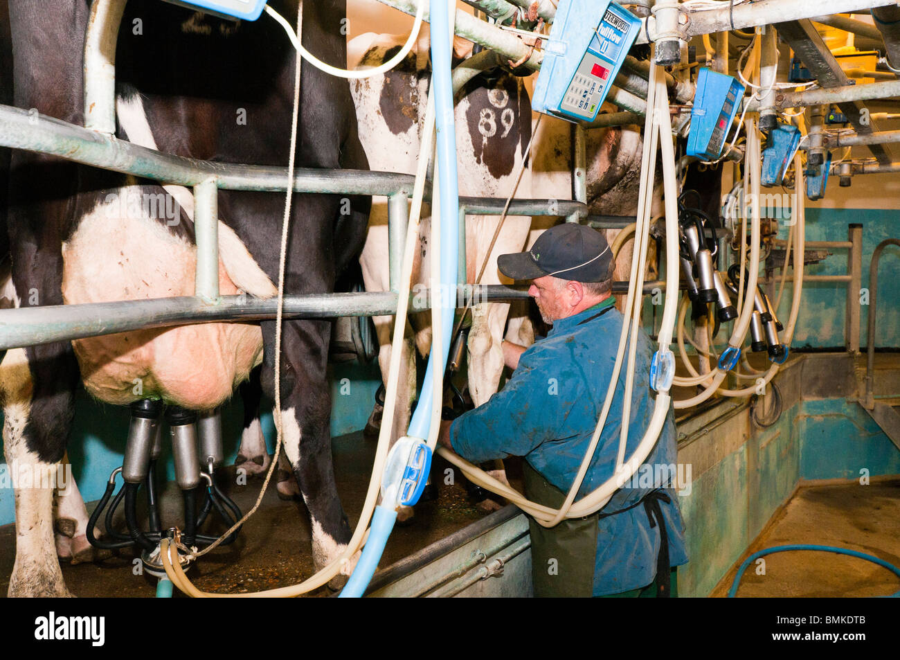 Milking cows in a modern milking parlour on a farm in Hampshire England