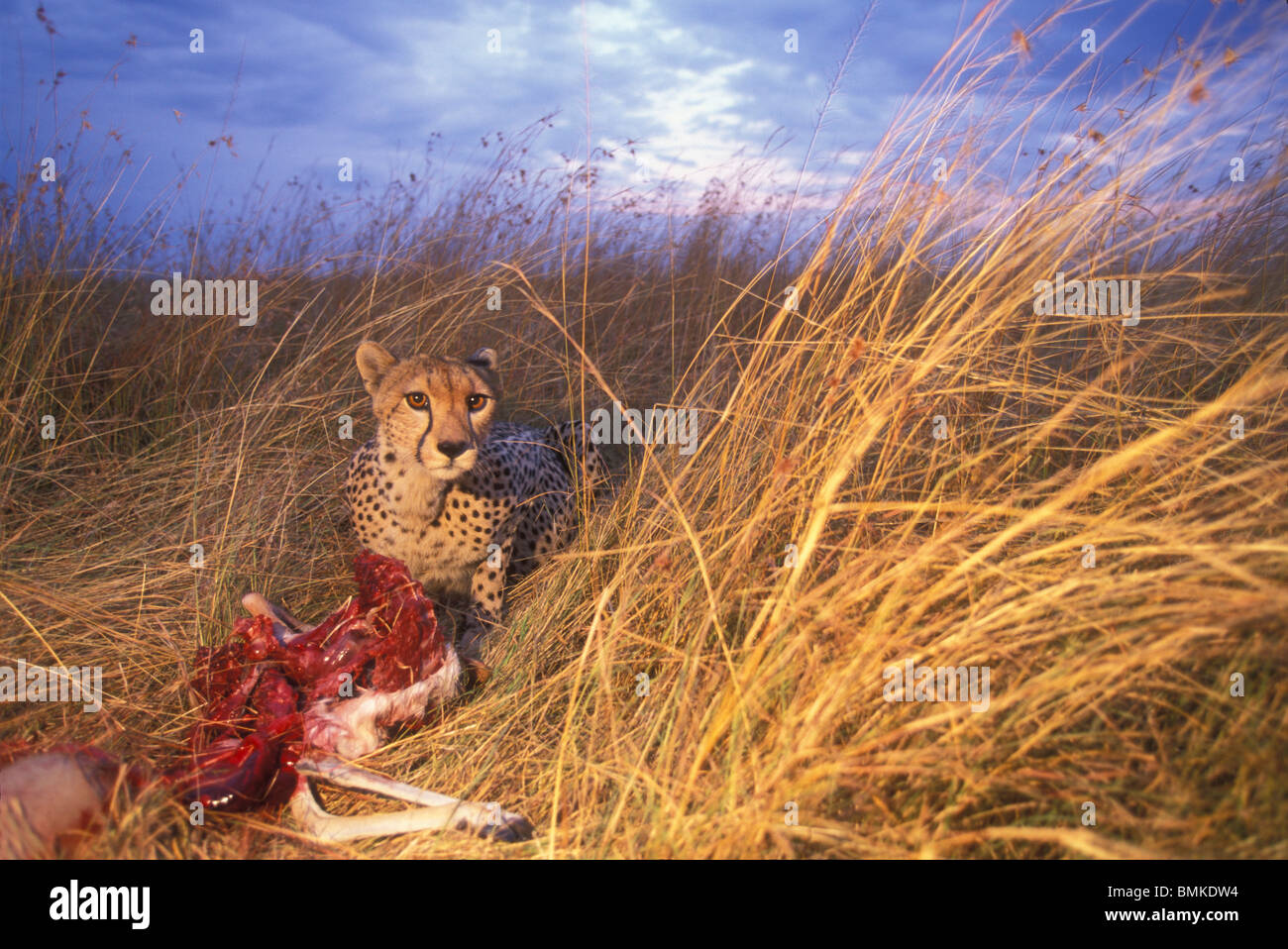 Africa, Kenya, Masai Mara Game Reserve, Adult Female Cheetah (Acinonyx jubatas) feeds on Thomson's Gazelle kill in tall grass Stock Photo
