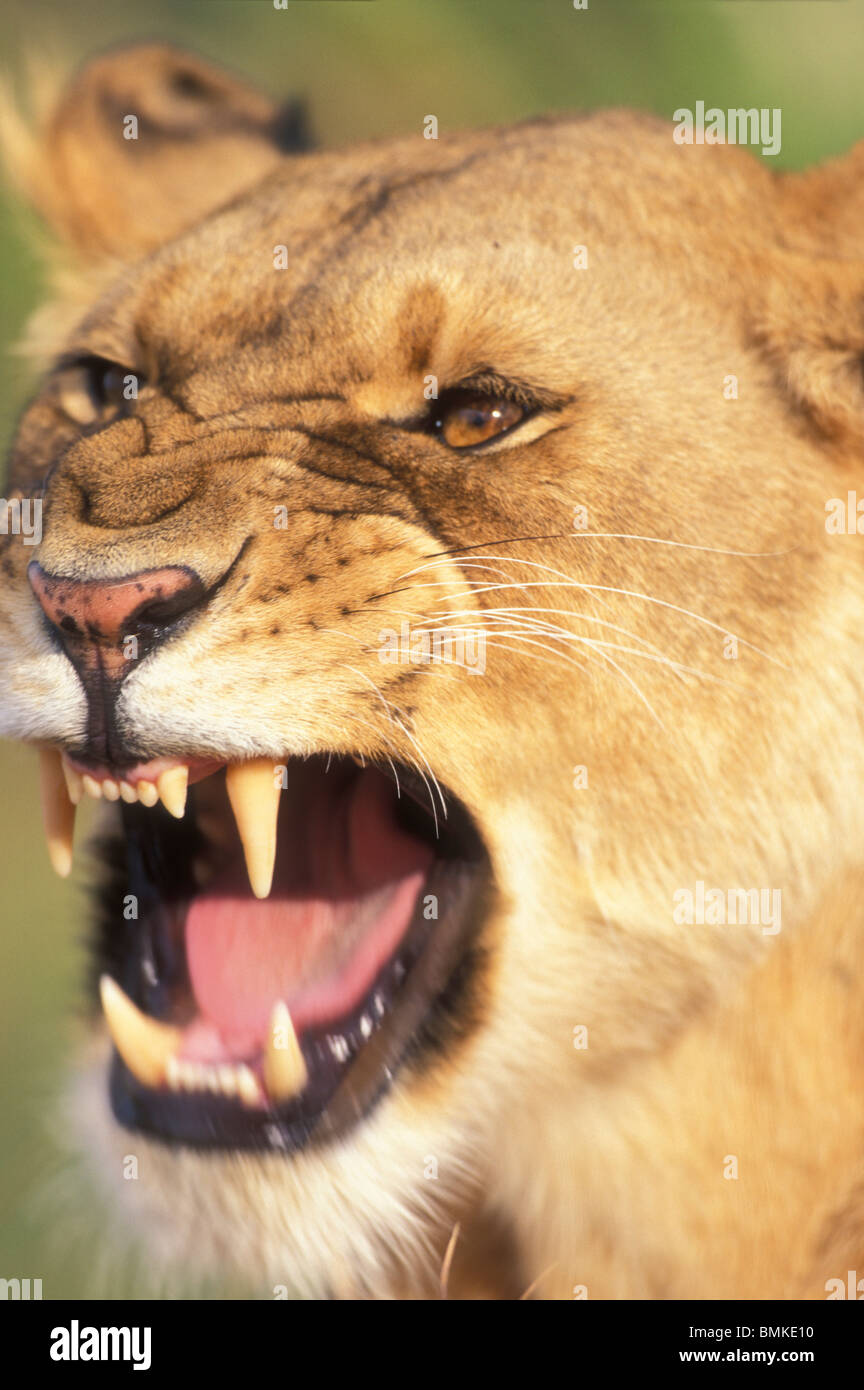 Kenya, Masai Mara Game Reserve, Lioness (Panthera leo) bares teeth ...