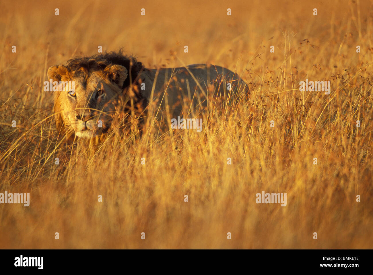 Africa, Kenya, Masai Mara Game Reserve, Adult Male Lion (Panthera leo) in tall grass on savanna Stock Photo