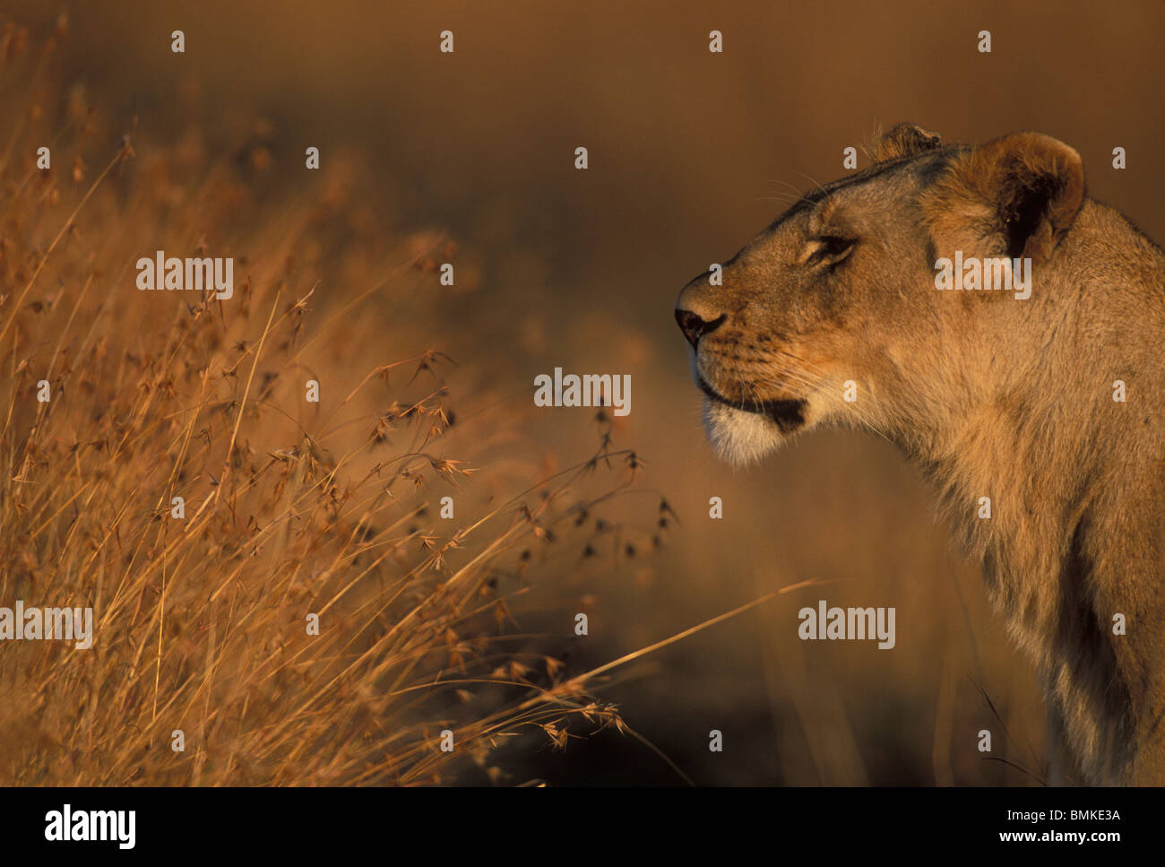 Africa, Kenya, Masai Mara Game Reserve, Adult Female Lioness (Panthera ...