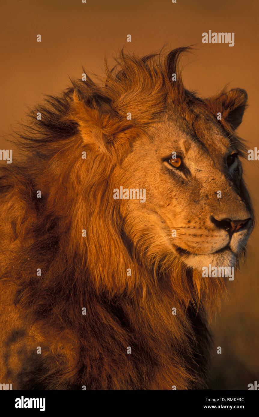 Africa, Kenya, Masai Mara Game Reserve, Close-up portrait of Adult Male Lion (Panthera leo) on savanna at dawn Stock Photo