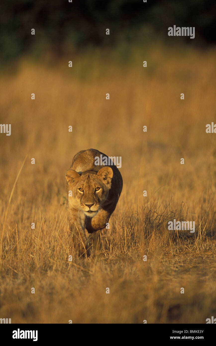 Africa, Kenya, Masai Mara Game Reserve, Adult Female Lioness (Panthera ...