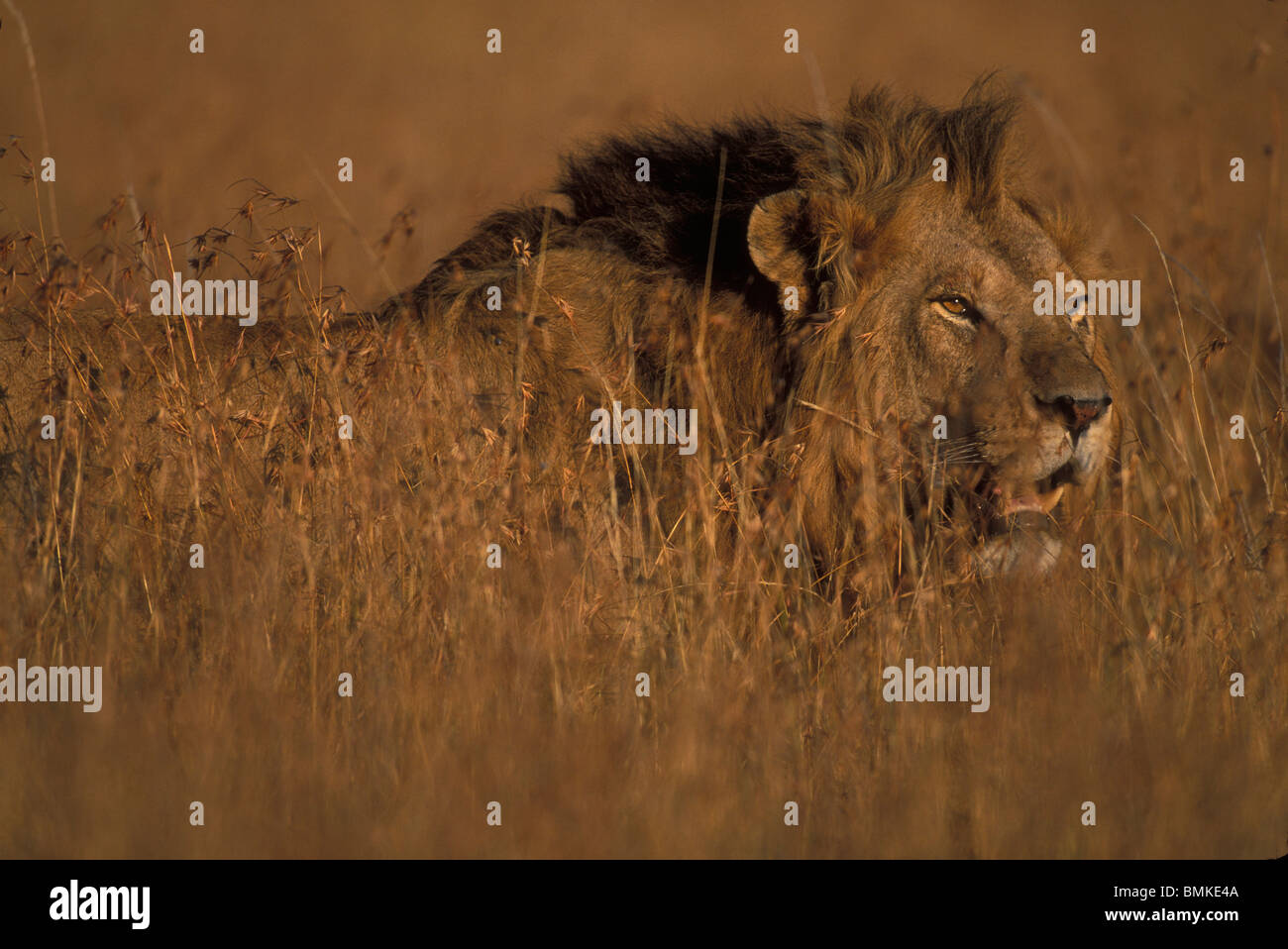 Africa, Kenya, Masai Mara Game Reserve, Adult Male Lion (Panthera leo ...