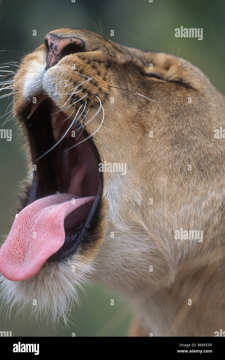 Africa, Kenya, Masai Mara Game Reserve, Adult Female Lioness (Panthera ...