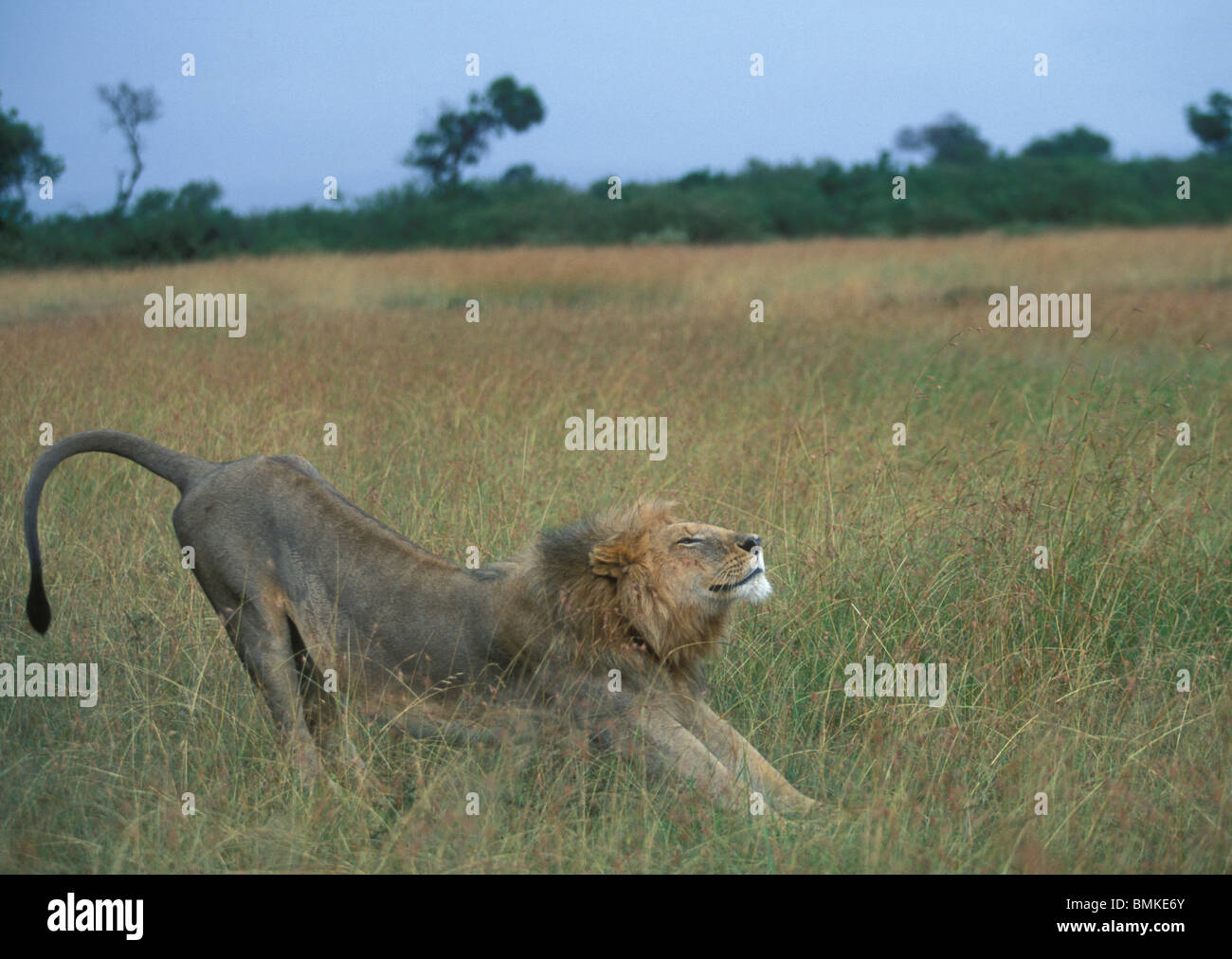 Kenya, Masai Mara Game Reserve, Adult male Lion (Panthera leo ...