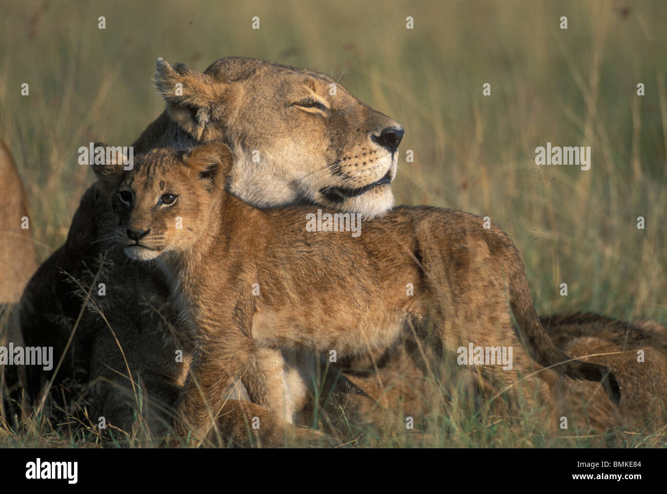 Kenya, Masai Mara Game Reserve, Lioness (Panthera leo) rests with cubs in early morning sun on savanna Stock Photo