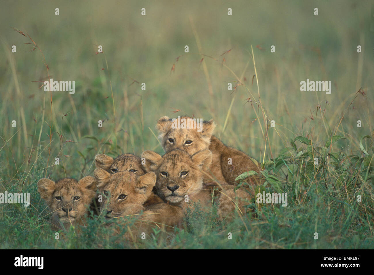 Kenya, Masai Mara Game Reserve, Lion cubs (Panthera leo) hide in tight ...