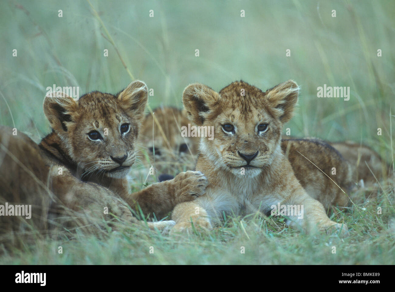 Kenya, Masai Mara Game Reserve, Lion cubs (Panthera leo) rest in grass ...