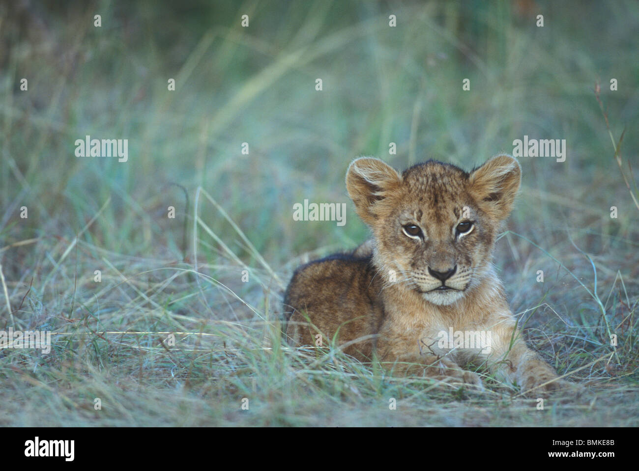 Kenya, Masai Mara Game Reserve, Lion cub (Panthera leo) rests in grass ...