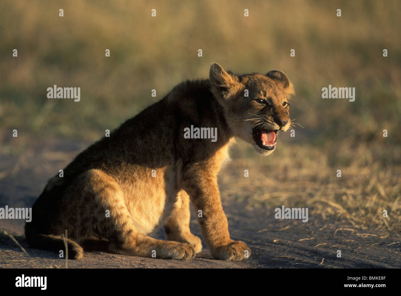 Kenya, Masai Mara Game Reserve, Lion cub (Panthera leo) calls to other ...