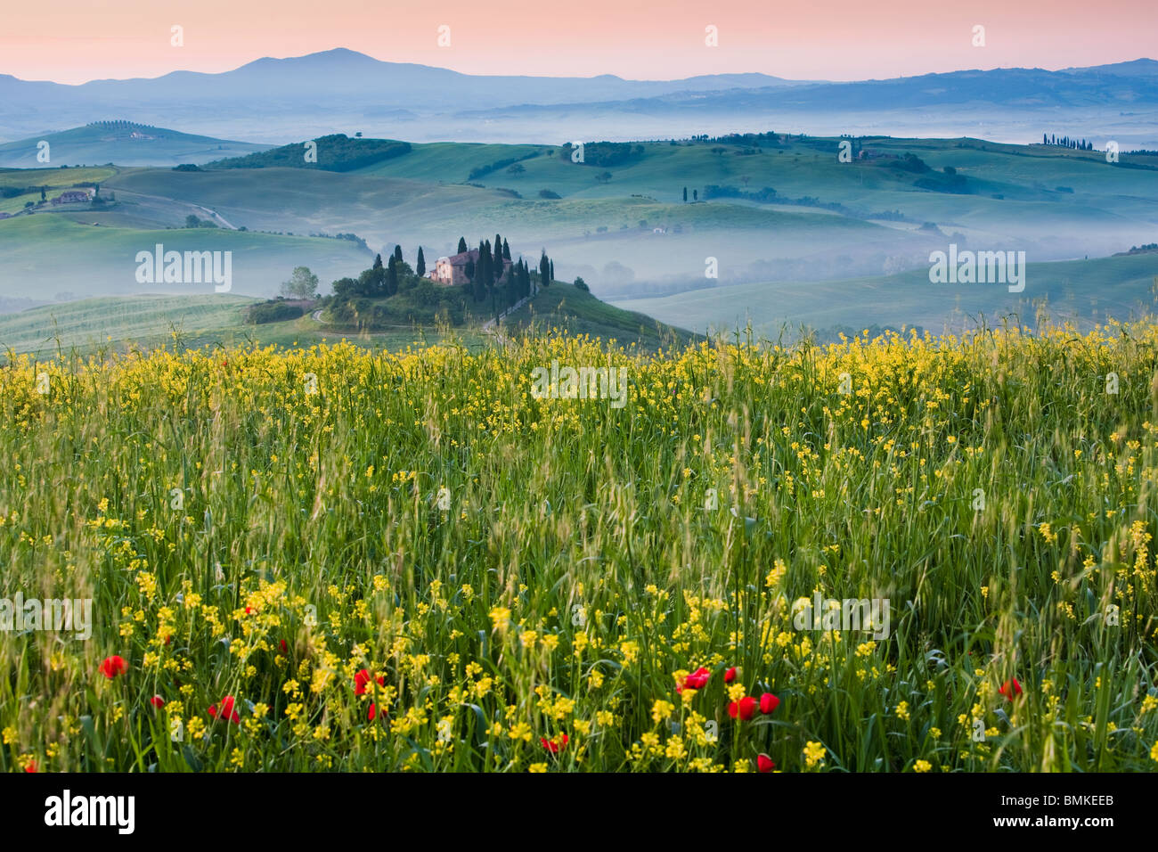Wild Flowers In Tuscany Italy High Resolution Stock Photography and ...