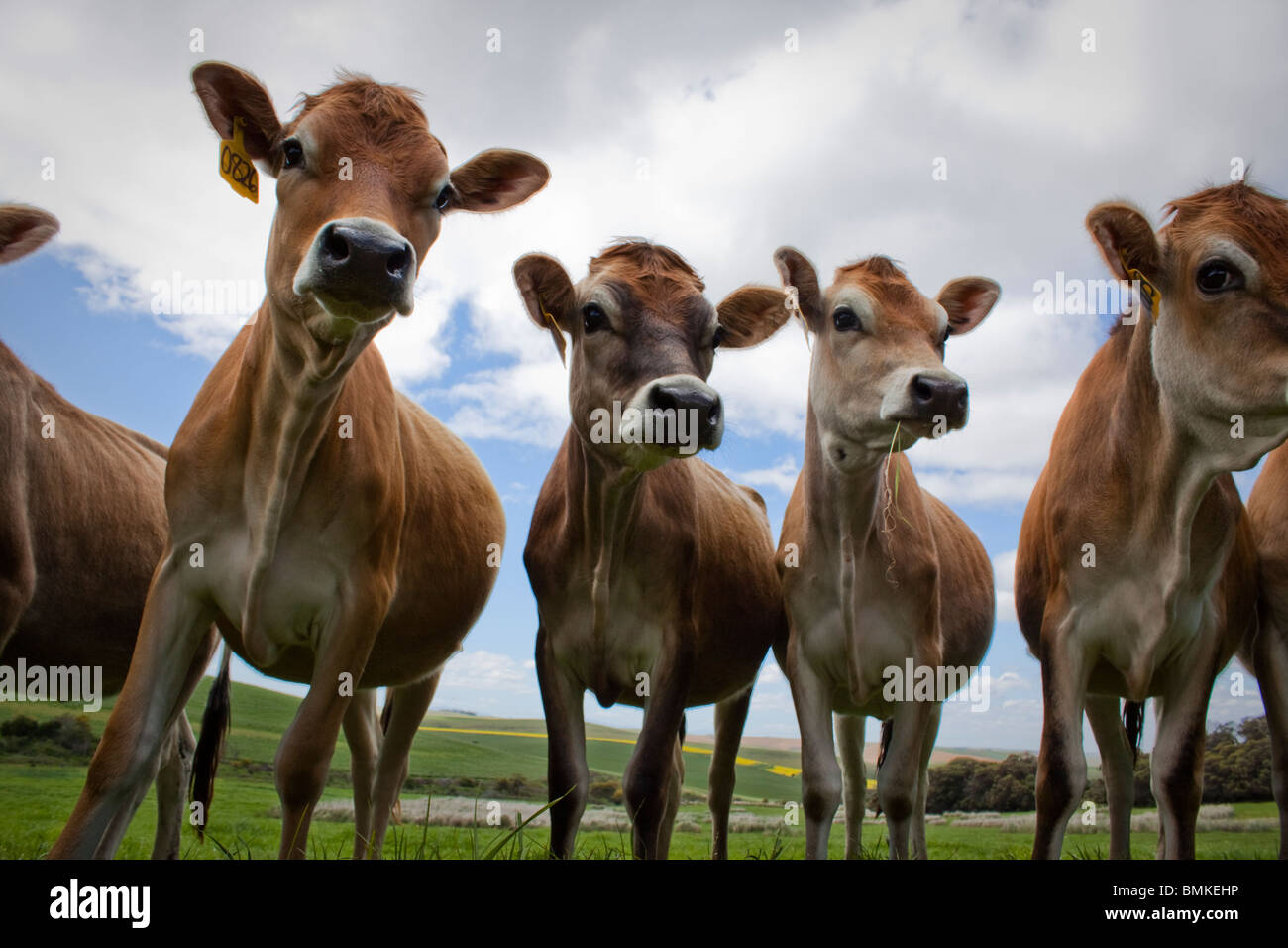 Cow Conference ! Stock Photo