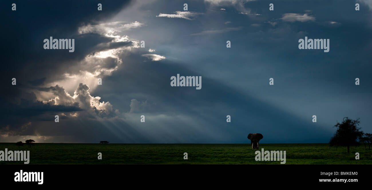 Solitary Bull African Elephant with brooding storm behind. Ngorongoro Conservation Area / Serengeti National Park, Tanzania. Stock Photo