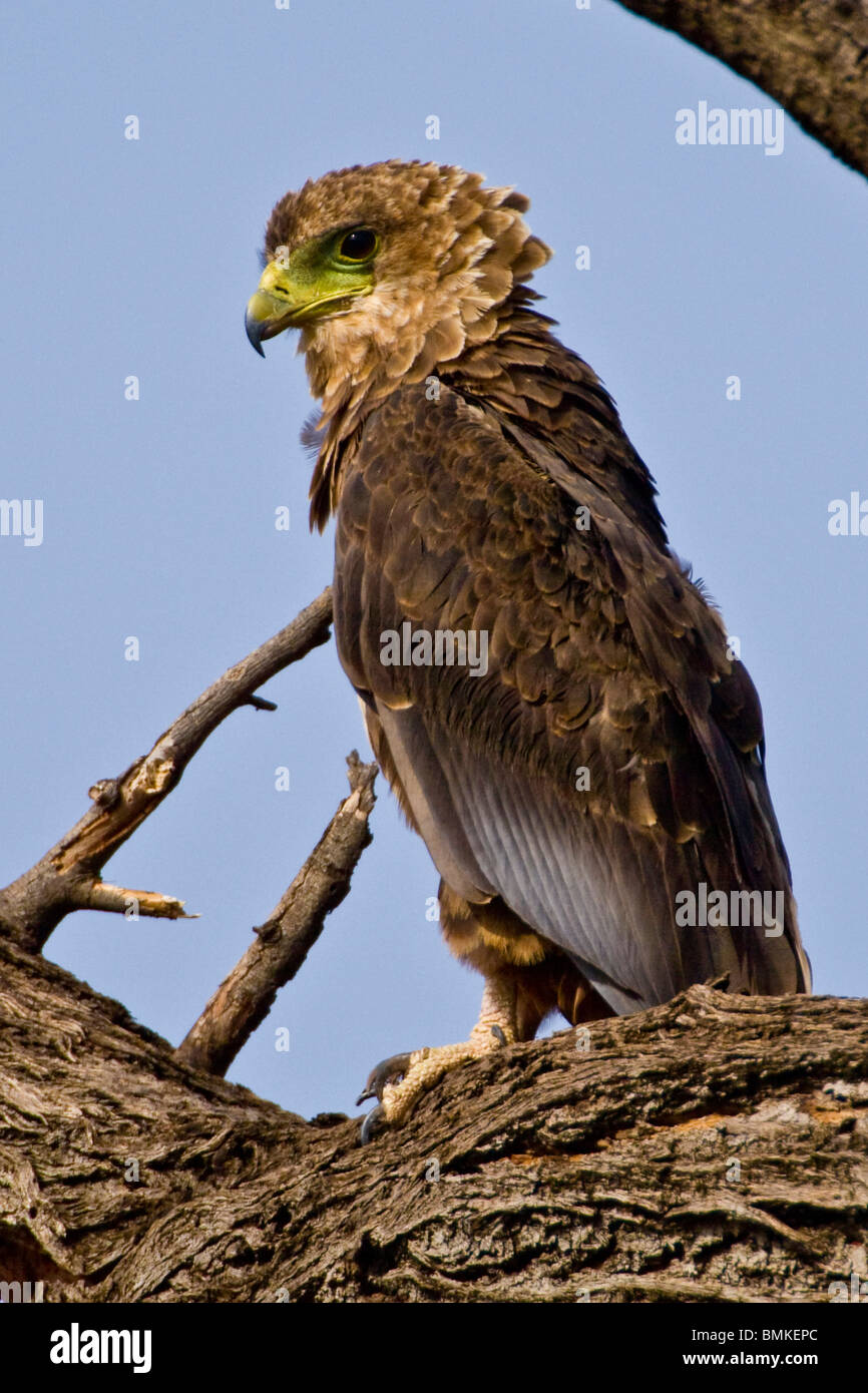 Africa. Kenya. Juvenile Bateleur Eagle at Samburu NP Stock Photo Alamy