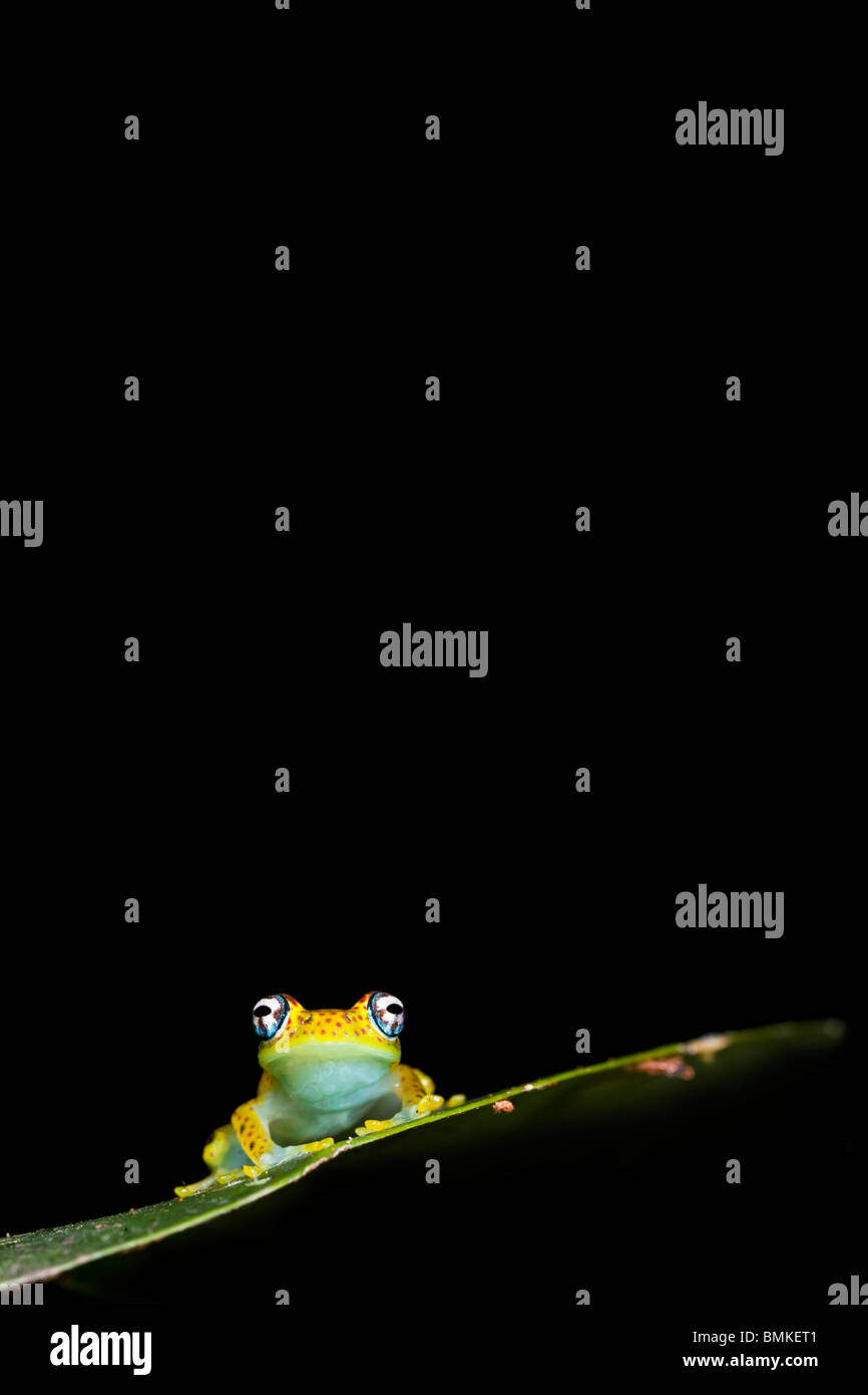 Tree Frog, Rainforest understorey, Mantadia National Park, Madagascar. Stock Photo