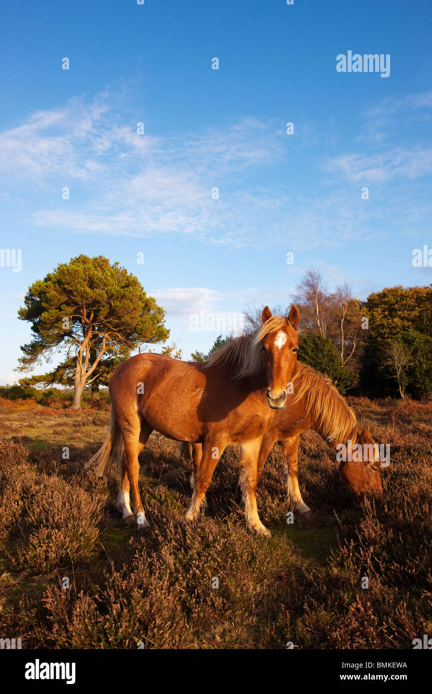 Two New Forest ponies grazing in autumn afternoon sun Stock Photo