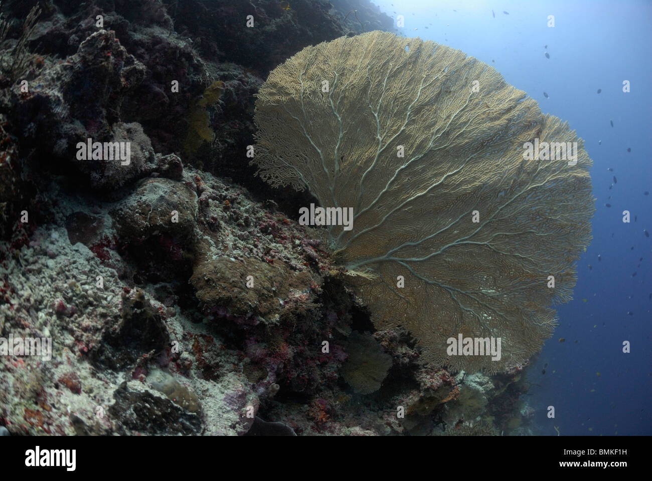 Gorgonian Sea Fan - Annella mollis (Subergorgia mollis), Sipadan, Sabah ...