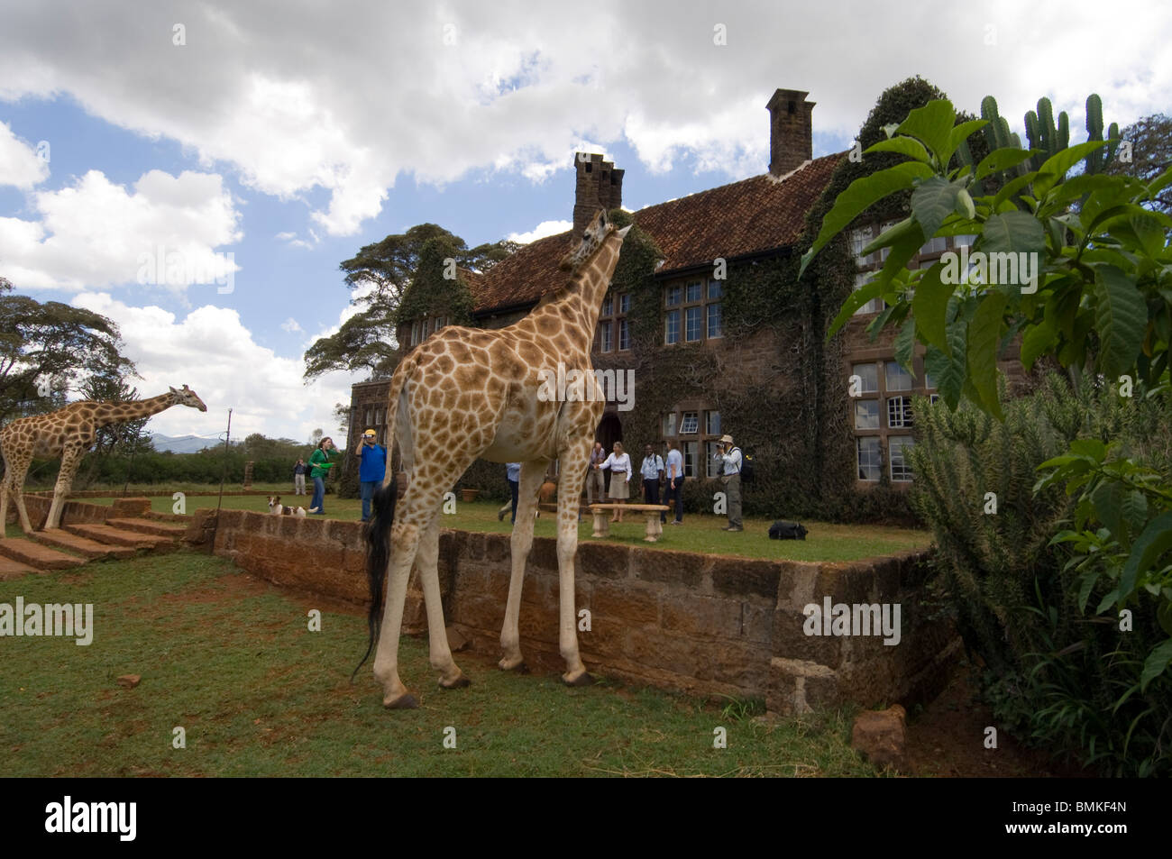 Rothschild Giraffe, Giraffe Manor, Nairobi, Kenya. Giraffes walking up