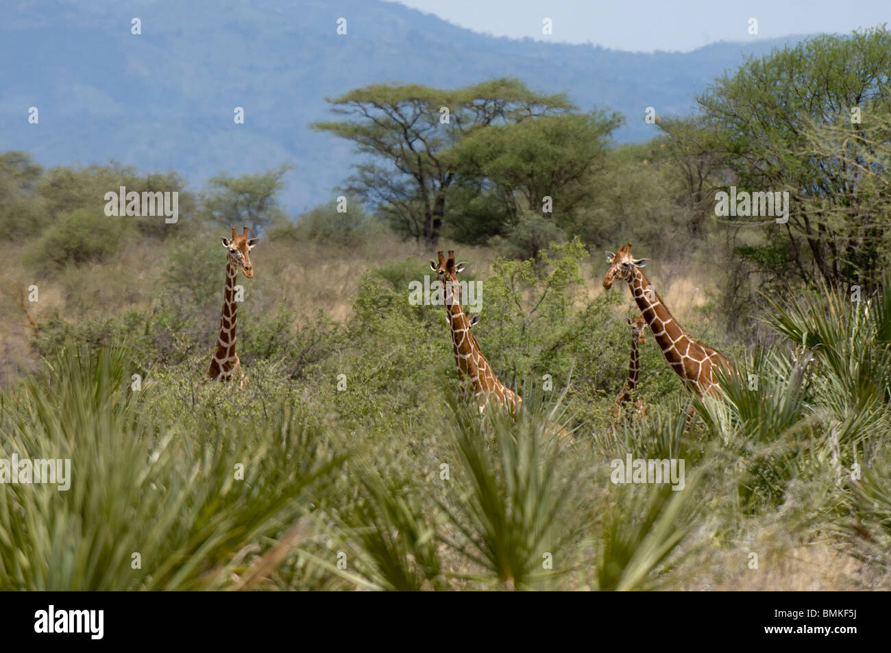 Reticulated Giraffe, Meru National Park, Kenya Stock Photo
