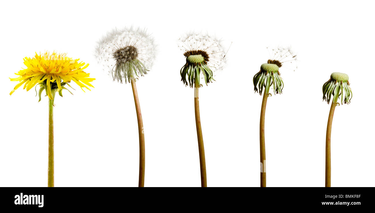 Dandelion clocks Stock Photo Alamy