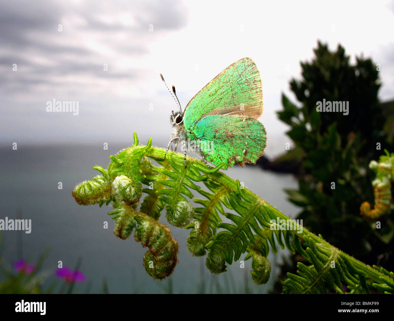 Green Hairstreak Butterfly perched on a fern, Devon Coast, UK. Stock Photo