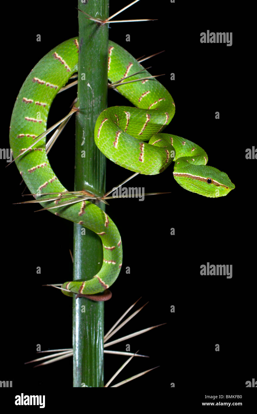 Adult Wagler's Pit Viper in thorns on the stemless Asam Paya Palm. Bako NP, Sarawak, Borneo. Stock Photo