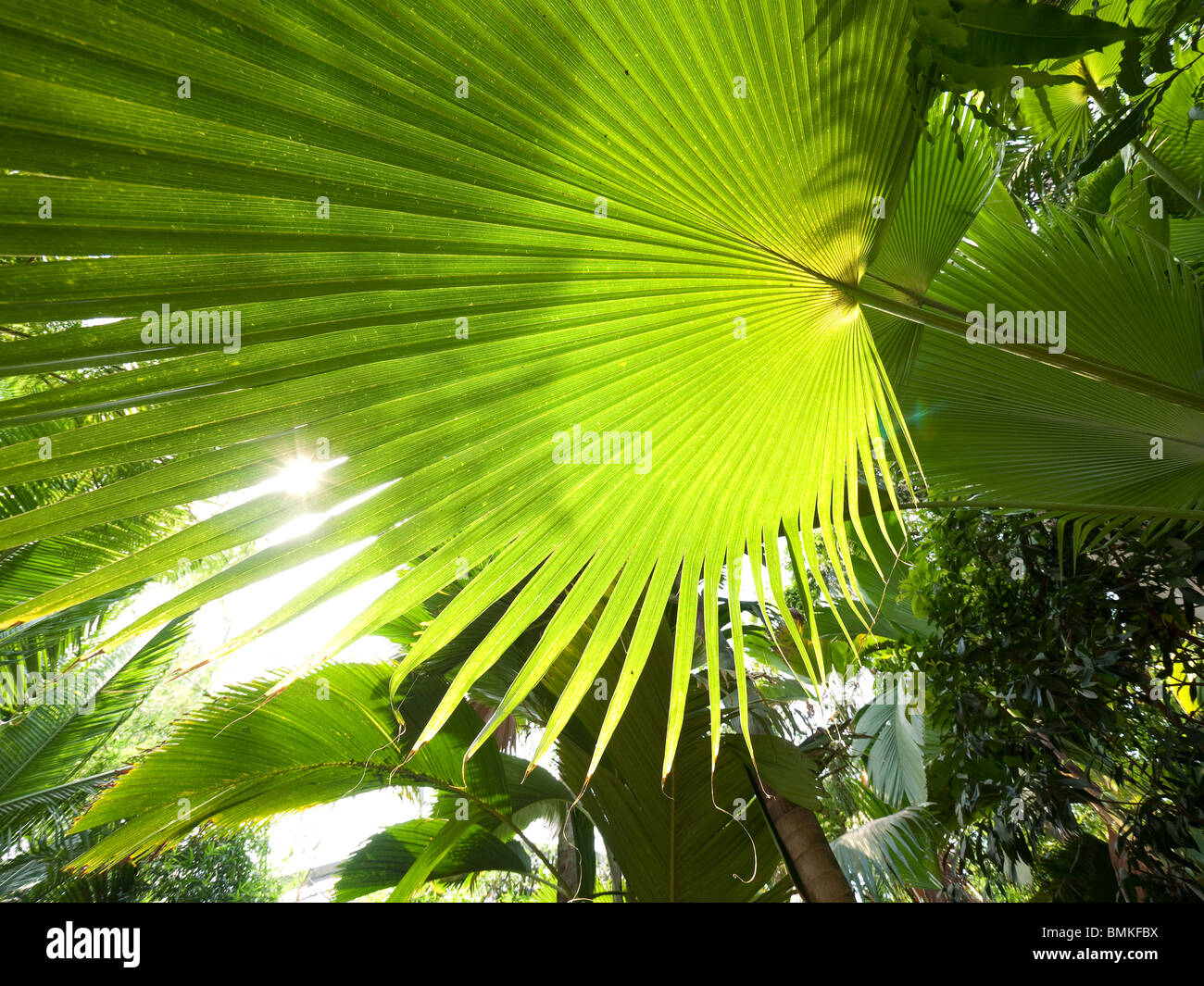 Interior of Rainforest Stock Photo