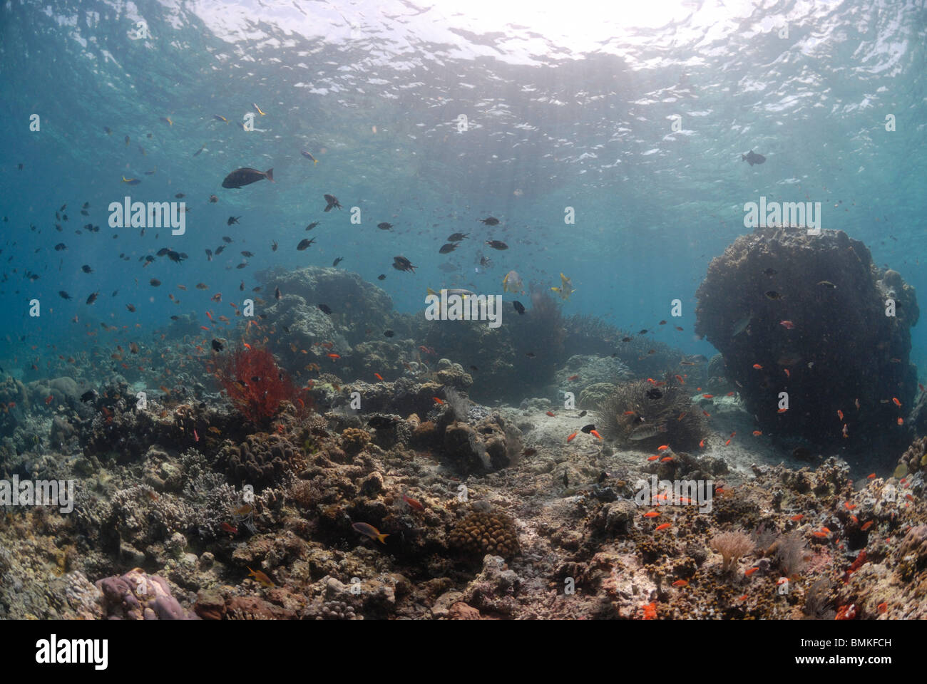 Coral reef scene, Sipadan, Sabah, Malaysia, Borneo, South-east Asia Stock Photo