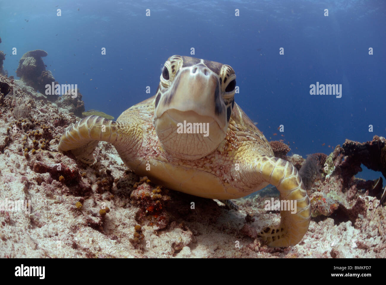 Green sea turtle ( Chelonia mydas ), Sipidan, Sabah, Malaysia, Borneo, South-east Asia Stock Photo