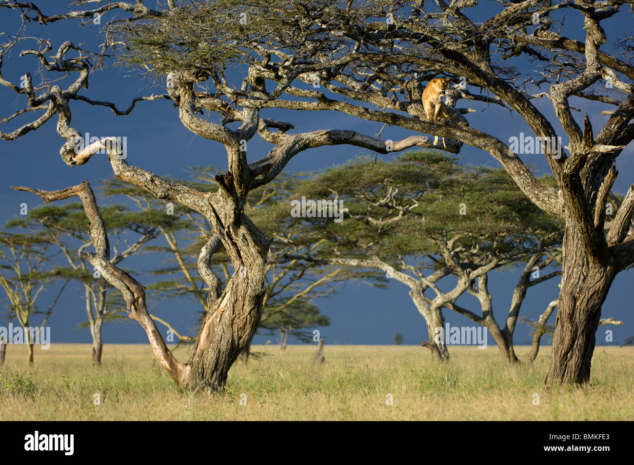 African Lioness using tree as a lookout, Nogorongoro Conservation Area, Serengeti National Park, Tanzania. Stock Photo