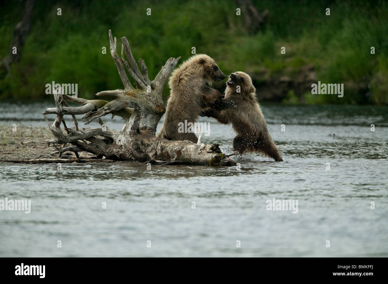 Young brown bears sparring, Katmai National Park, Alaska Stock Photo