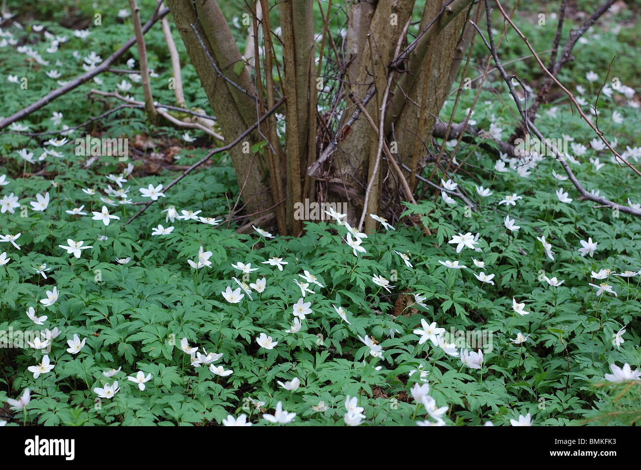 wood anemones in the wild Stock Photo Alamy